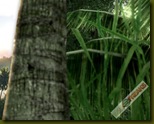 Crysis 2008-10-08 18-17-07-63